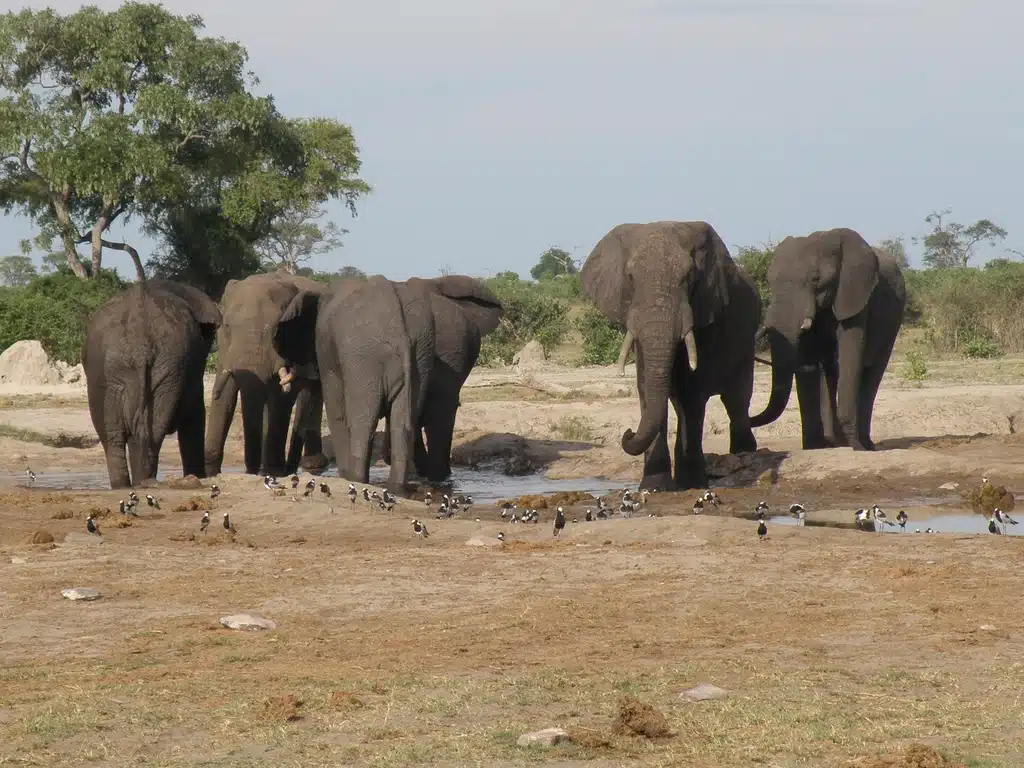 Elephant herd at a waterhole in Botswana, a wildlife filming location supported by African Fixer production services